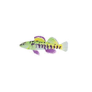 Purple Fin Darter